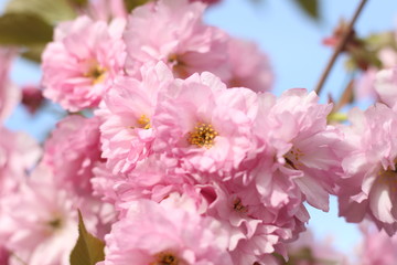 beautiful pink sakura flower, Pink sakura flower in spring garden