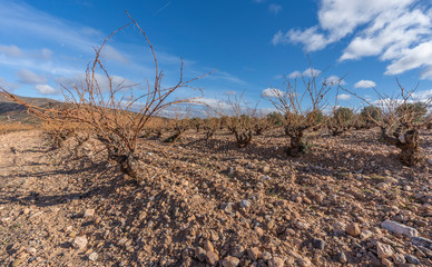 vineyards in winter sunny day and blue skies, background of mountains