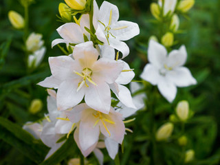 Fototapeta premium White decorative flowers on green background in sunny weather_