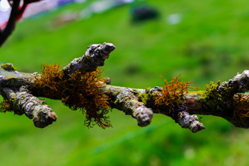 Tree branch with moss and lichen. Trunk and bark details. Nature background.