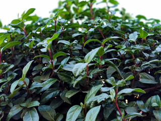 greenery of a hedge in broad sunlight