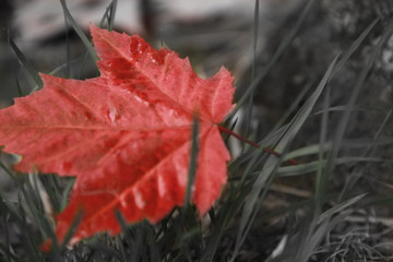 red autumn leaves