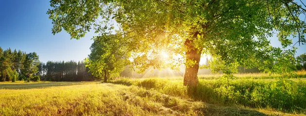 Wandcirkels tuinposter boombladeren in prachtig ochtendlicht met zonlicht in de zomer © candy1812