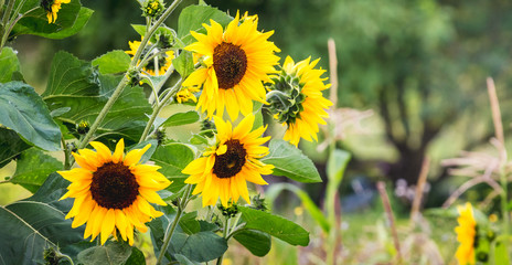 Yellow sunflower flowers on blurred background. Sunflower cultivation_