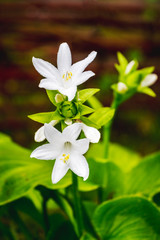 Obraz premium White hosta flowers with green leaves on dark blurred background_