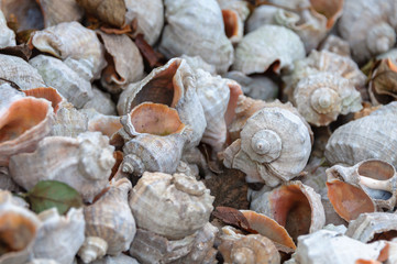 Seashells rapana close up view.