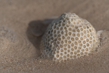 coral skeleton stuck in sand