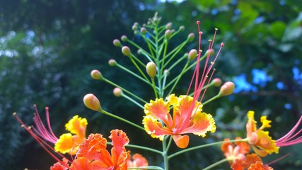 Flower - Flores na Bahia