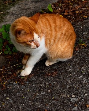 Gato solitario buscando a quien deborar