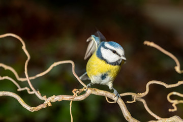 Blaumeise Portrait