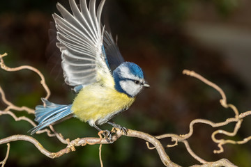 Blaumeise bei Fütterung