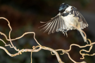 Tannenmeise bei Fütterung