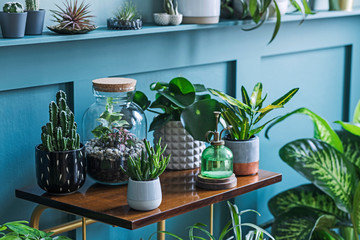 Stylish living room interior filled a lot of beautiful plants, cacti in different design pots on...