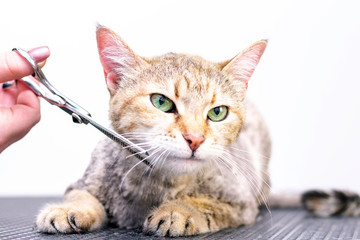 Groomer cuts cat hair in the salon. Pet care at the pet store uses scissors to cut cat hair.
