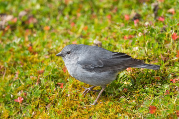 Ash-breasted Sierra-finch - Geospizopsis plebejus, high-altitude perching bird from Andes, Antisana, Ecuador.