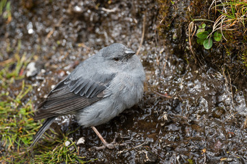 Ash-breasted Sierra-finch - Geospizopsis plebejus, high-altitude perching bird from Andes, Antisana, Ecuador.