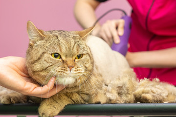 Groomer cut cat hair in the salon. Pet care at a pet store uses a trimmer to cut cat hair.