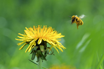 Biene bei Nahrungssuche