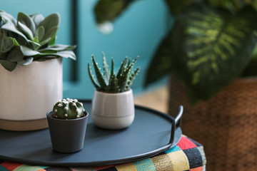 Stylish floral composition with beautiful plants, cacti and succulents in design and hipster pots...