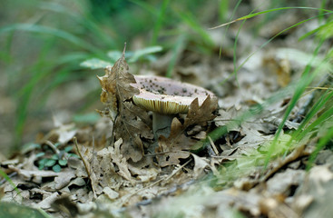 APPENNINO TOSCO EMILIANO
