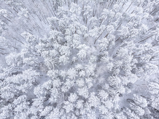 Beautiful landscape with trees under snow. Snowy forest. Countryside travel background. Cold weather. Aerial view of winter woodland. Drone view. Stock photo.