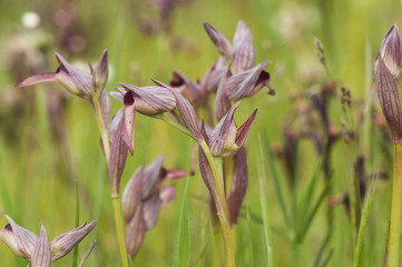 Serapias lingua the Tongue Orchid flower from purple to pink that grows in large numbers in the humid meadows of Huelva