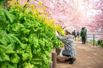 Naklejka na ściany i meble Attractive woman is enjoying with Cherry Blossom in Matsuda , Japan