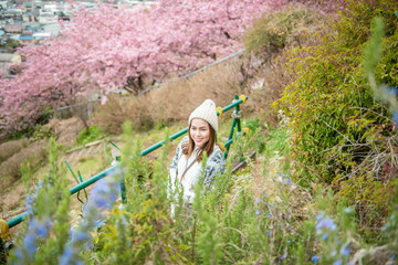 Naklejka na ściany i meble Attractive woman is enjoying with Cherry Blossom in Matsuda , Japan