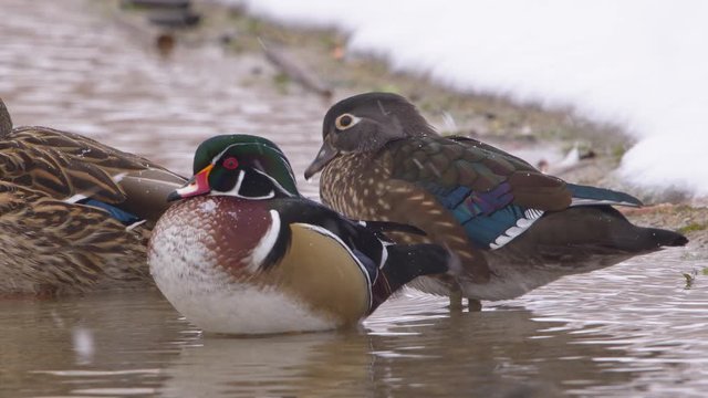 Wood duck pair in shallow water during snow storm as they drink water.