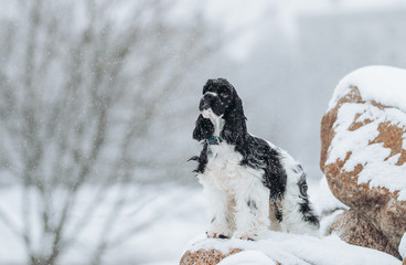 American cocker spaniel posing outside at winter.	