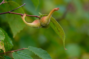 Close up of a young hazelnut fruit on a branch with green leaves on the background