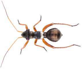 Myrmecophyes alboornatus is a genus of plant bugs in the family Miridae. Dorsal view of plant bug...