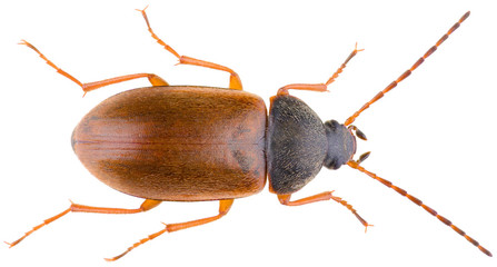 Isomira murina is a species of comb-clawed beetles belonging to the family Tenebrionidae subfamily...