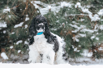 American cocker spaniel posing outside at winter.	