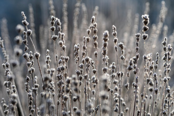 Verblühter Lavendel im Winter mit Frost