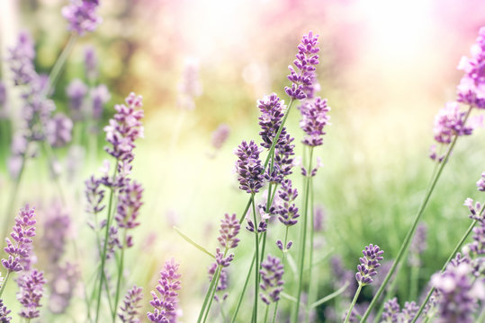 Selective and soft focus on lavender, lavender flowers lit by sunlight in  flower garden Stock Photo | Adobe Stock