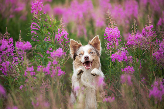 Dog in lilac flowers. Border Collie in a field on nature. Portrait of a pet.