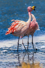 Squabbling of two James's flamingos (Phoenicoparrus jamesi, also known as the puna flamingo) at Laguna Canapa, Bolivia (the southwest of the Altiplano)