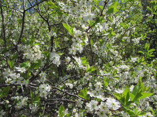 sprig of cherry blossoms, beautiful april