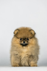 Fototapeta na wymiar Pomeranian baby posing in white studio background.
