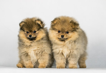 Obraz premium Two pomeranian babies posing in white studio background. 