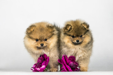 Two pomeranian babies posing in white studio background.	