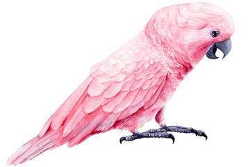cockatoo, parrot pink isolated white background, watercolor illustration, hand drawing © Hanna