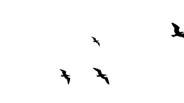 Seagulls flying (seamless loop animation)