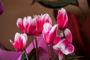 Beautiful pink Cyclamen flowers, close-up flower in a flower shop, blooming purple plant in a pot