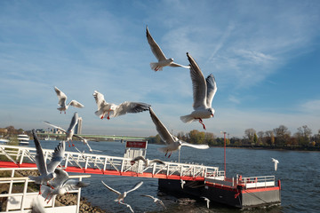 Fototapeta na wymiar Möwen am Rhein in Köln