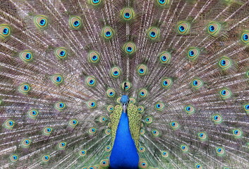 Obraz premium bird, blau , pfau, schönheit, Tierpark, Zoo