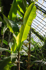 Glass greenhouse interior of tropical plants in the botanical garden of Madrid, Spain, Europe. In vertical