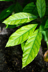 Detail of avocado leaves, illuminated by sunlight, inside a greenhouse in the Royal Botanic Garden of Madrid, Spain, Europe. In vertical