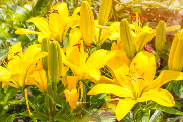 Beautiful yellow Asian hybrid lilies. Bouquet of fresh flowers growing in the summer garden. gardening concept